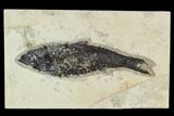 Fossil Fish (Knightia) - Green River Formation #129762-1